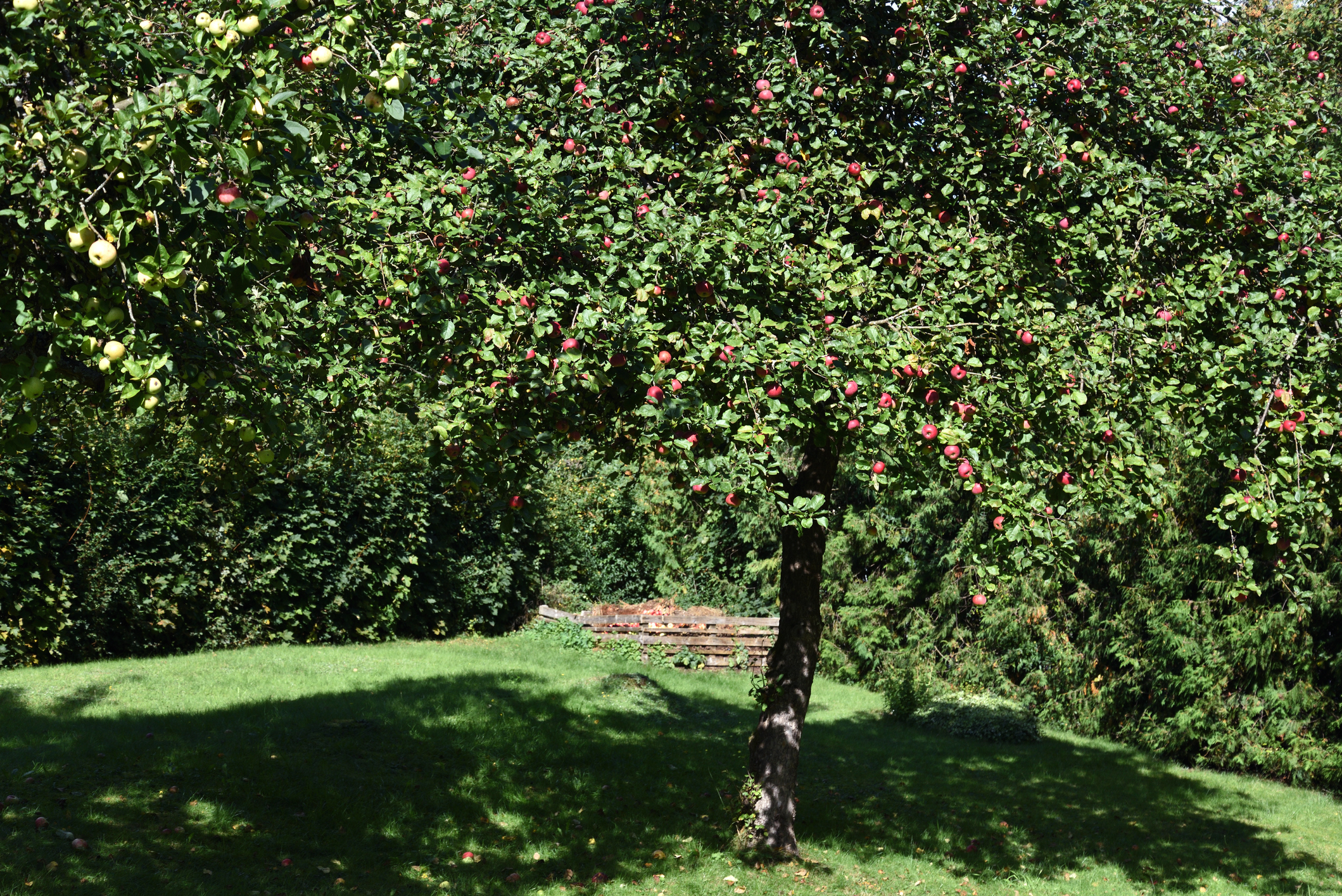 Apfelbaum schneiden Obstbaumschnitt Baumpflege Offenbach